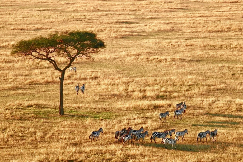 Tiere in der trockenen Savanne des Arusha Nationalparks